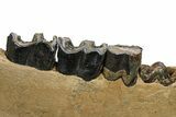 Fossil Rhino (Coelodonta) Right Mandible - Poland #295863-4